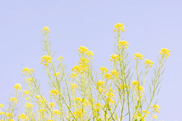 Fototapeta premium field of dandelions