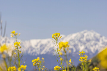 field of yellow flowers