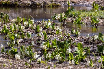 flowers in the swamp