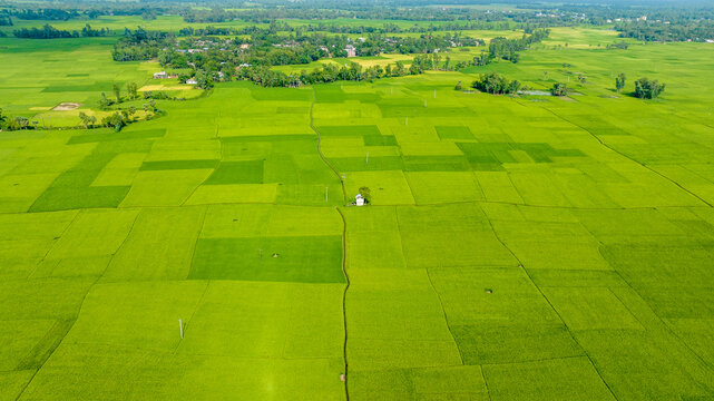 green peddy field with trees in background, green field with many rectangular squares Top drone aerial landscape photo