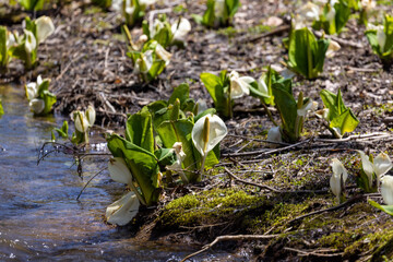 snowdrops in the snow