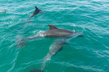 Fototapeta premium dolphins