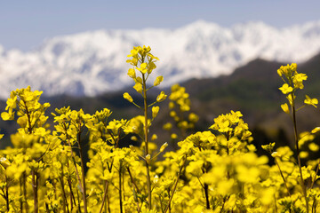 Obraz premium field of yellow flowers