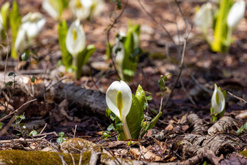 spring snowdrop flower