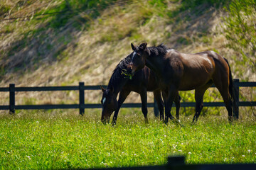 引退後の2頭の競走馬