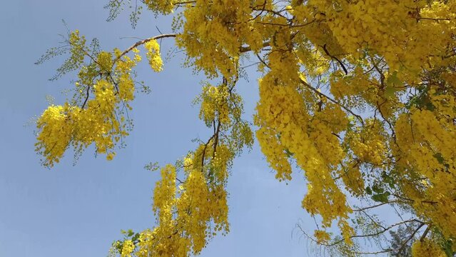 Golden shower flower blooming in park. Indian laburnum or Cassia fistula tree in garden