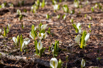 snowdrops in spring