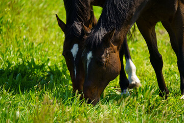 引退後の2頭の競走馬