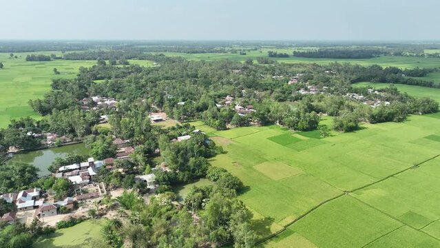 Rural landscape with green vegetation and rice fields parcels farms surrounded by village houses and tropical plants in bangladesh