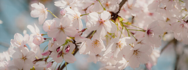 Beautiful sakura flower (cherry blossom) in spring. sakura tree flower on blue sky.