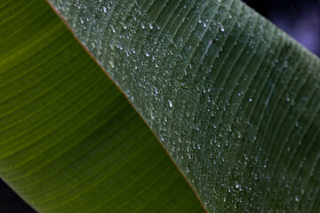 Detail of raindrops falling down on lush green banana palm leaf during heavy summer monsoon...
