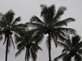 Fototapeta na wymiar Coconut Trees 