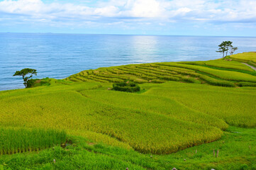 白米千枚田　景勝地　棚田　名勝　世界農業遺産　輪島市