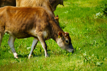 Fototapeta premium 蒜山のジャージー牛