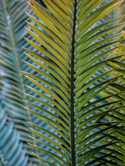 Sago Palm leaves . A composition of parallel vertical and diagonal lines