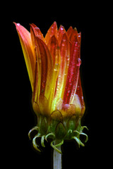 A Barberton daisy with petals closed