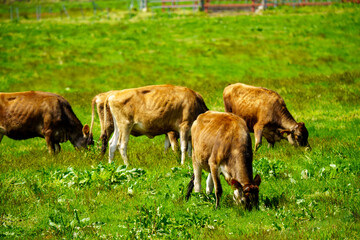 蒜山のジャージー牛