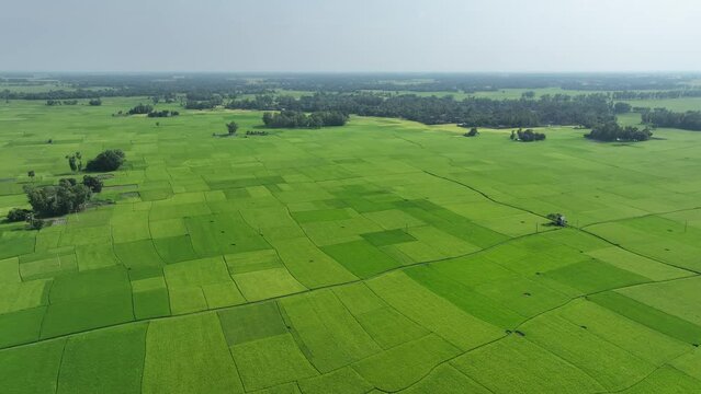 Green field and village beautiful landscape drone video footage, bogura , bangladesh
