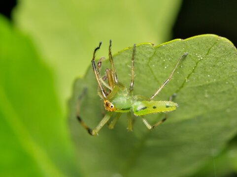 Male Magnolia Green Jumper (Lyssomanes viridis) spider from the Salticidae family on a leaf. Species is native to the USA, but mostly in the South.