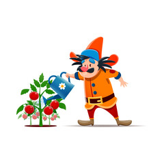 Cartoon gnome or dwarf farmer character with watering can. Fairytale dwarf, midget or fantasy elf funny isolated vector personage. Gnome farmer comical personage watering ripe tomatoes plant harvest