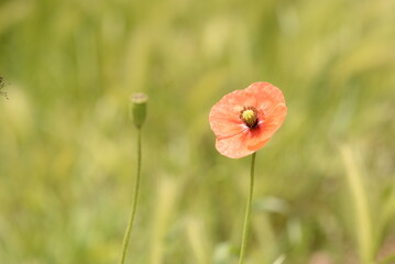 Long-headed poppy, Papaver dubium L, in the garden.