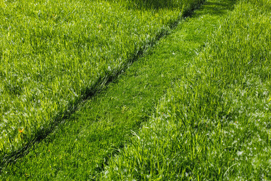 Close up image of lush, fresh green cut grass road on the lawn after raking and mowing in summer garden. Cleaning, removing and caring grass, plants, herbs and soil outdoors. Beauty and Generative AI