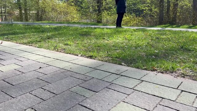 On a walk we met a young, active springer spaniel running around. Generative AI