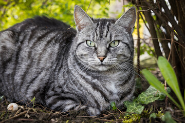 Katze liegt im Garten unter Büschen