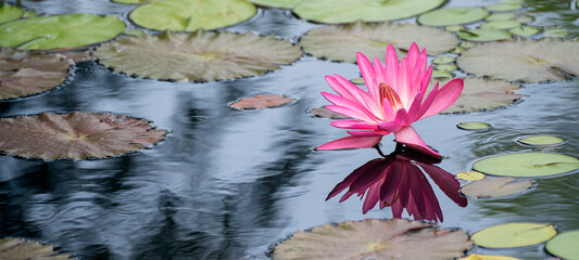 Seerose © C. Schüßler