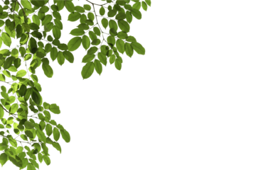 branch leaves or green leaf isolated. Tree Leaf Frame