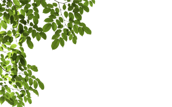 branch leaves or green leaf isolated. Tree Leaf Frame