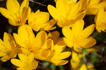 Fototapeta na wymiar Gorgeous yellow flowers bloom during spring, adding a vibrant pop of color to the season's natural beauty.Yellow crocuses in the early spring. 