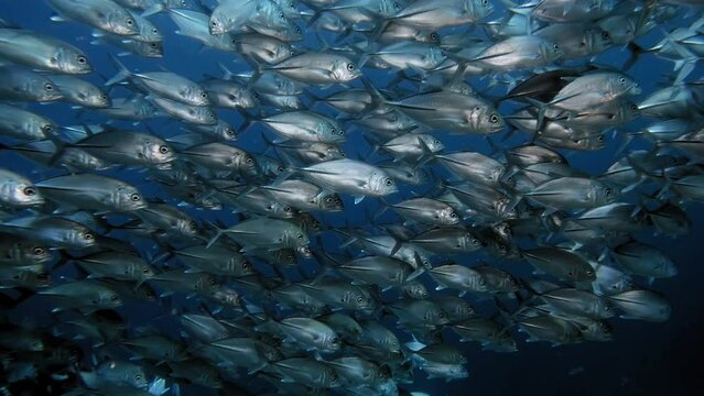 Large school of Jackfish shining likee silver in crystal clear blue water