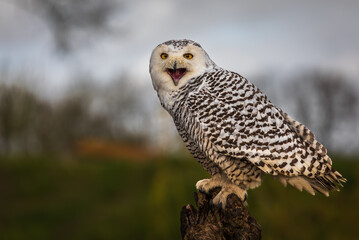 Snowy owl on lookout