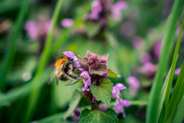 Bumble-bee detail on purple fumewort flower and blurred green background