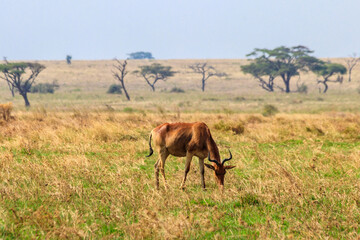 Obraz na płótnie Canvas Coke's hartebeest (Alcelaphus buselaphus cokii) or kongoni in Serengeti national park in Tanzania, Africa