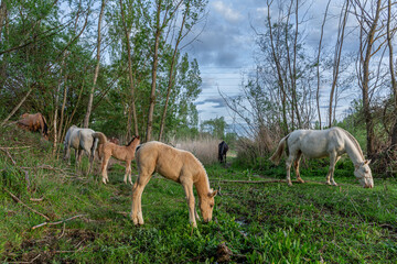 Obraz na płótnie Canvas Young foals with their mothers mares, grazing.