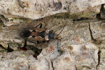 Closeup on a common groundbug,Rhyparochromus vulgaris sitting on wood