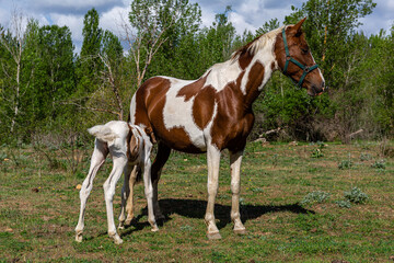 Naklejka na ściany i meble Mare with her young foal feeding on her mother's milk.