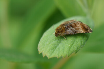 Closeup on the Small Yellow Underwing owlet moth, Panemeria tenebrata in the garden