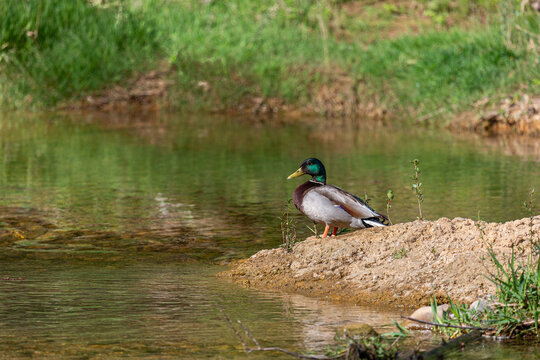 Anas platyrhynchos. Male Mallard Duck perched on the bank of the Bernesga River, León, Spain.