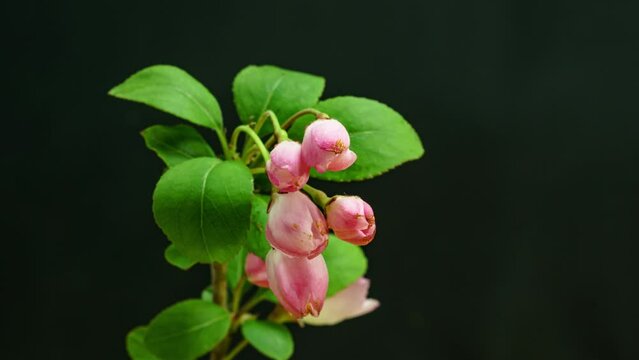 process of plant growth