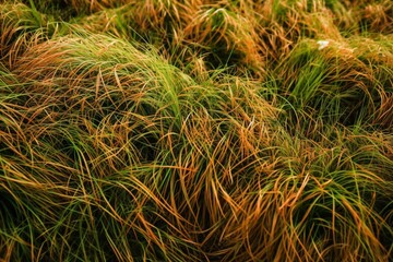 Grass