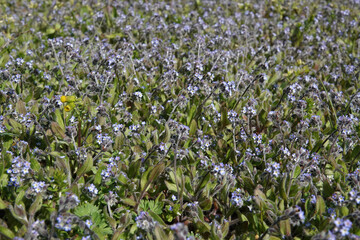 Closeup on an aggregatrion of lightblue Early Forget-me-not, Myosotis ramosissima an annual flowerinbg herb