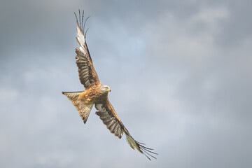 Red Kite in Flight