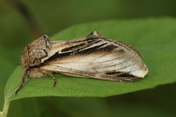 Closeup shot of the swallow prominent moth, Pheosia tremula, sitting on a leaf in the garden