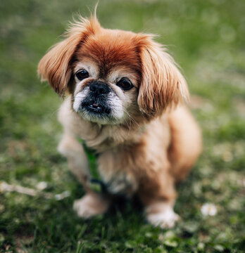 Brown long hair pekingese dog sitting in grass