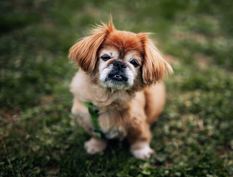 Brown long hair pekingese dog sitting in grass