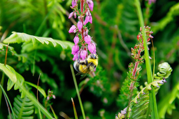 Bumblebee feeding on blooming flower on summer day.