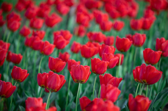 Group of red tulips among green leaves